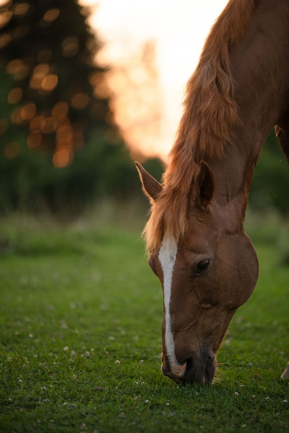 Horses during the sunset. Different angles and poses with the sun in the background.