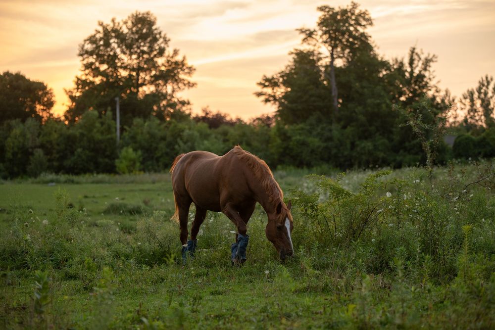 Horses during the sunset. Different angles and poses with the sun in the background.