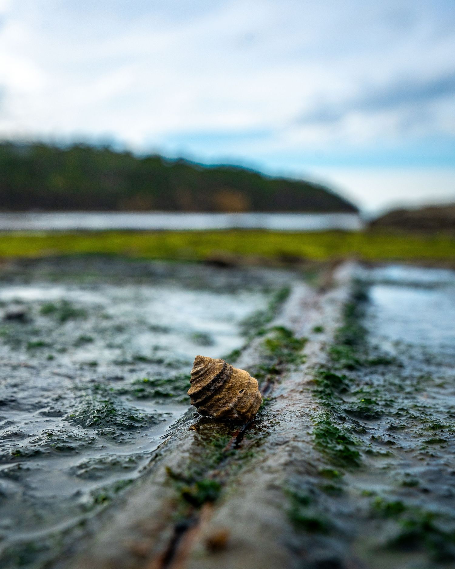 Close-up of a small snail shell resting on a mossy wet rock near a shoreline.