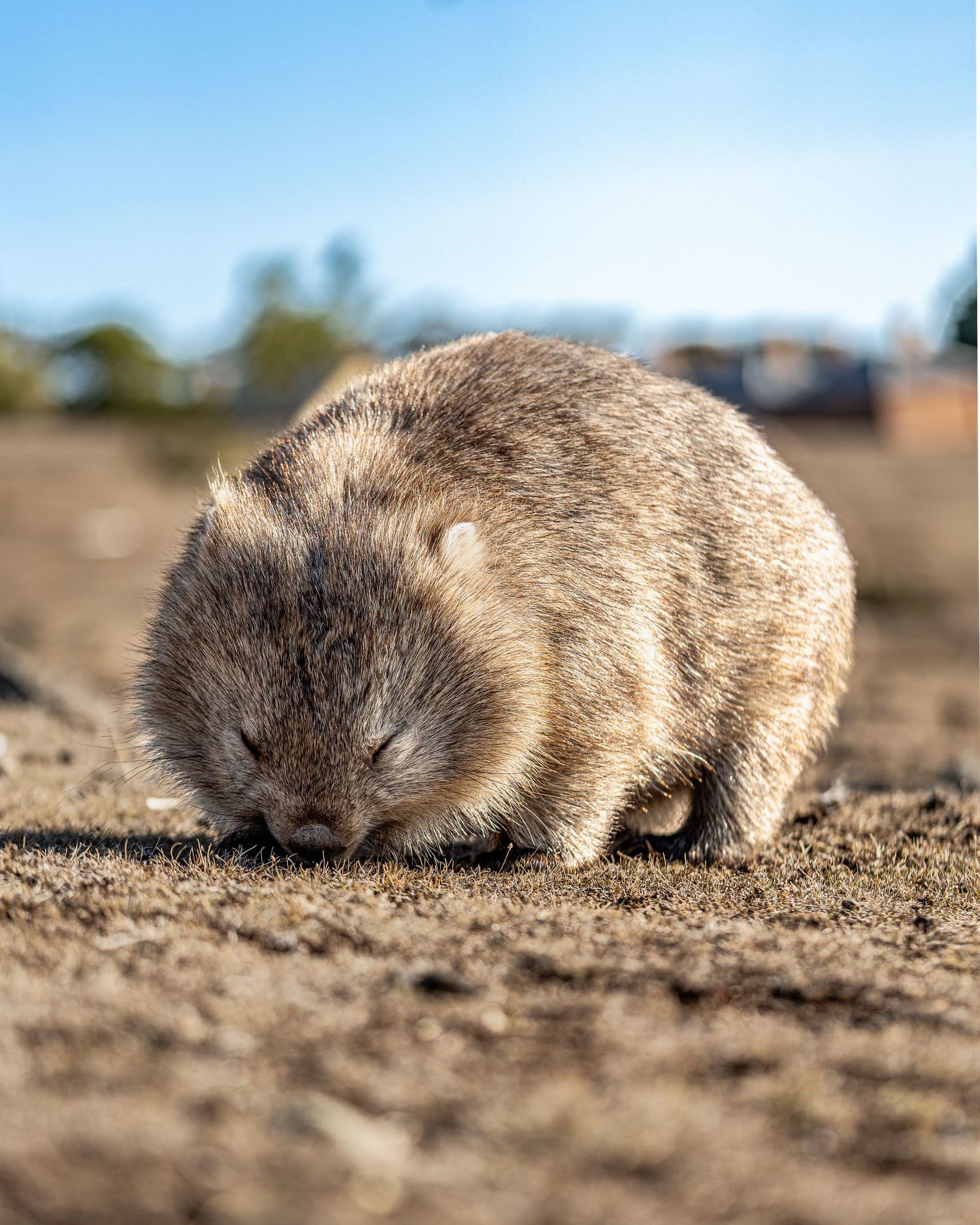 Adorable wombat foraging on dry ground under a clear blue sky in Australia.