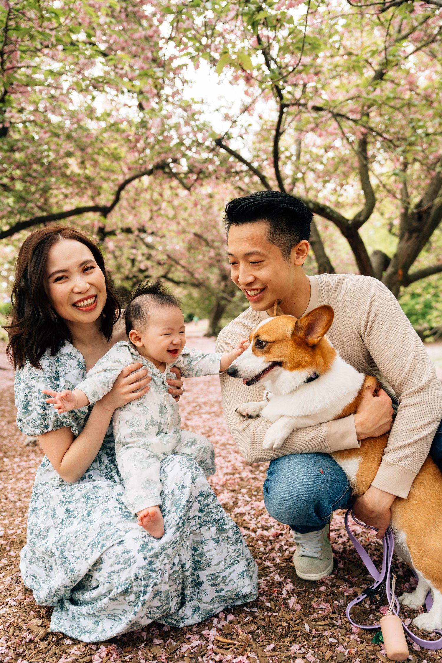 A family enjoying a spring day under cherry blossom trees with their brown dog in an outdoor setting.