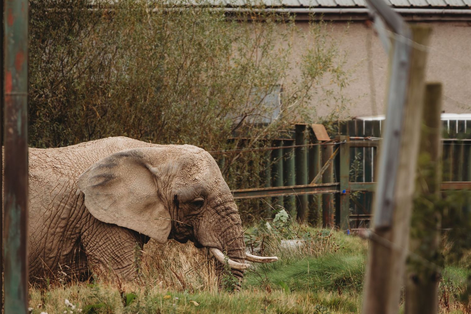 An African elephant grazes near a fence in a zoo enclosure surrounded by greenery and buildings.