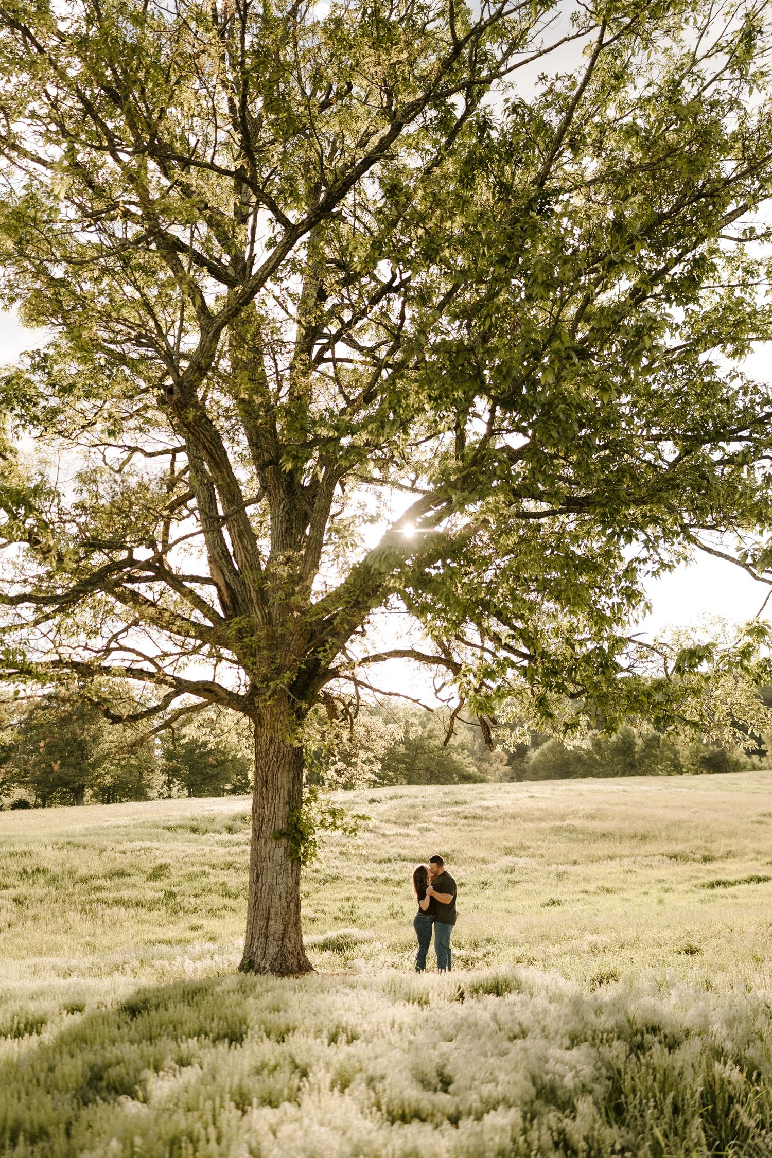 Couple embraces under large oak tree in golden sunlit open meadow.