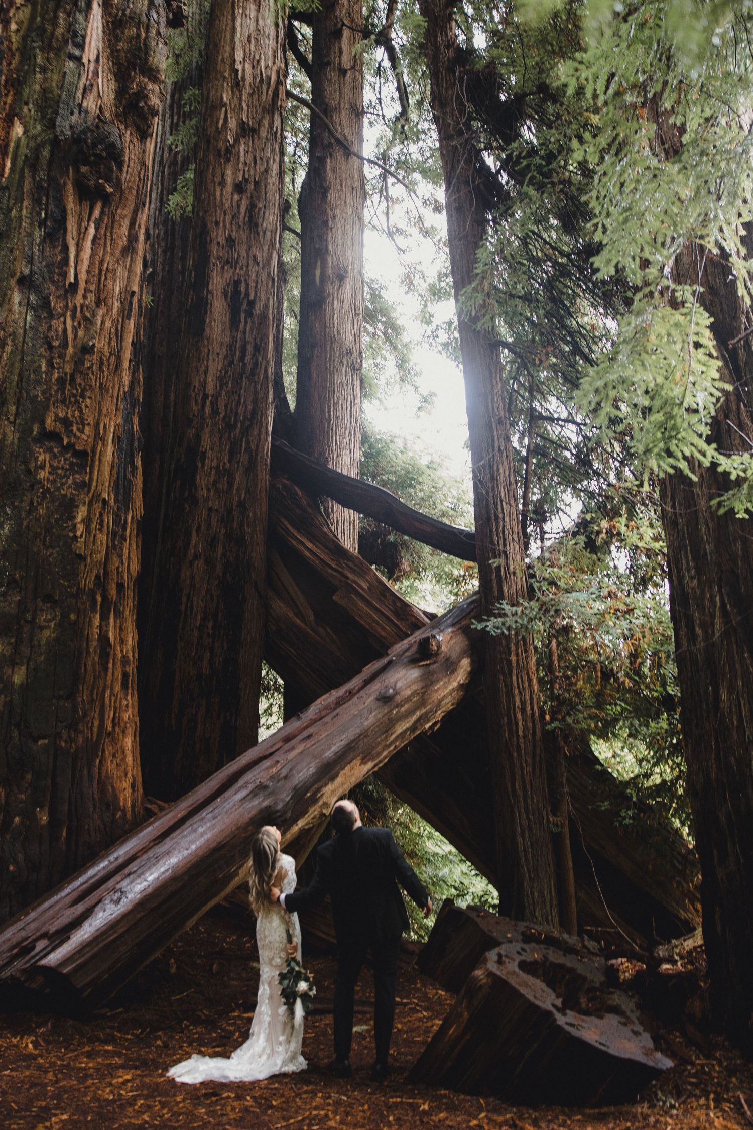Bride and groom stand among towering redwood trees with a fallen log, forest wedding elopement in nature. Jedediah Smith Elopement