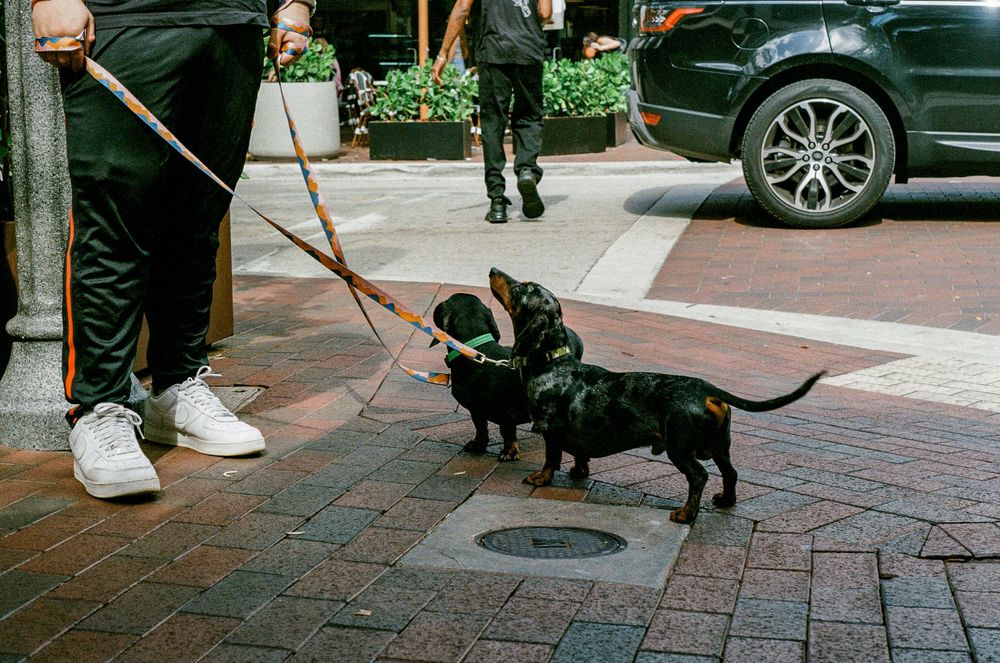 Two black dogs on leashes meet and sniff each other on a brick sidewalk while their owners stand nearby.
