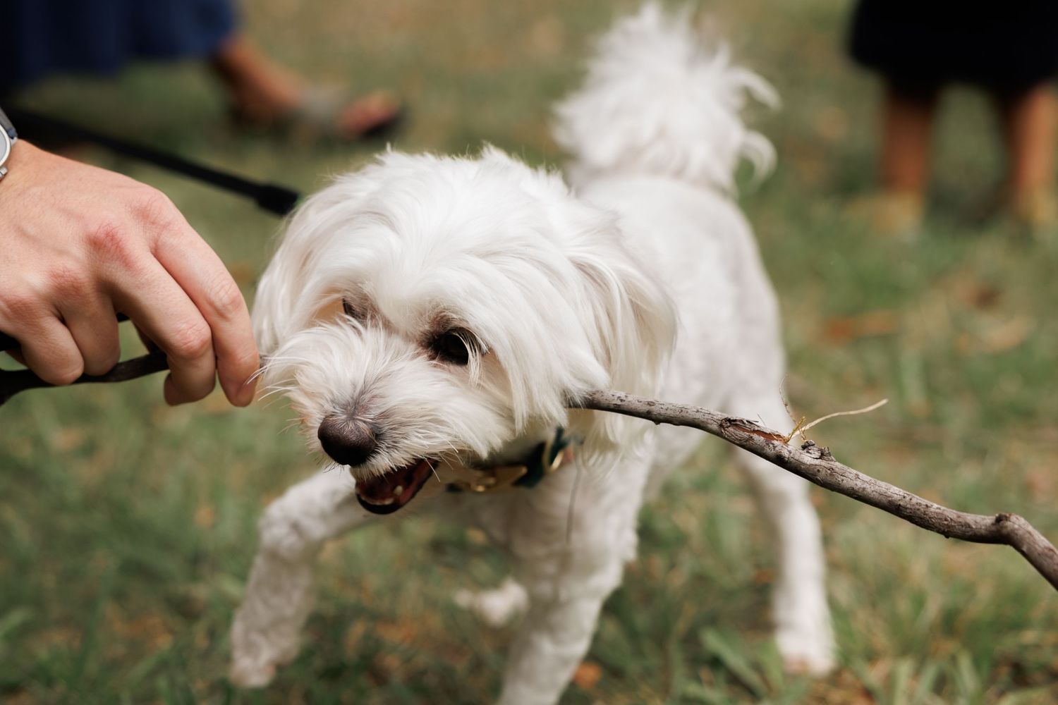 A small white fluffy dog playfully bites a stick held by someone's hand in an outdoor grassy setting.