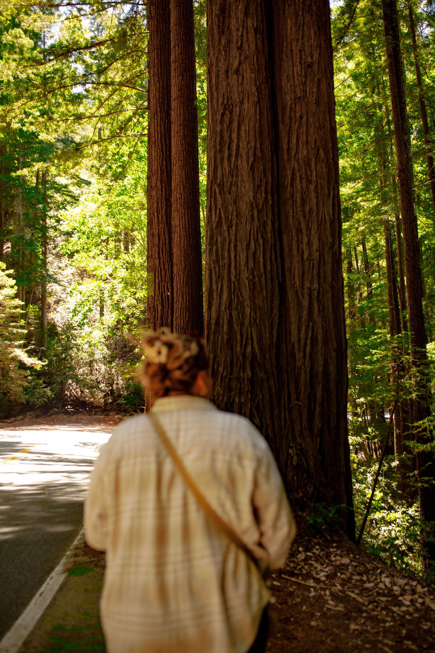 Portrait, photo redwood forest California