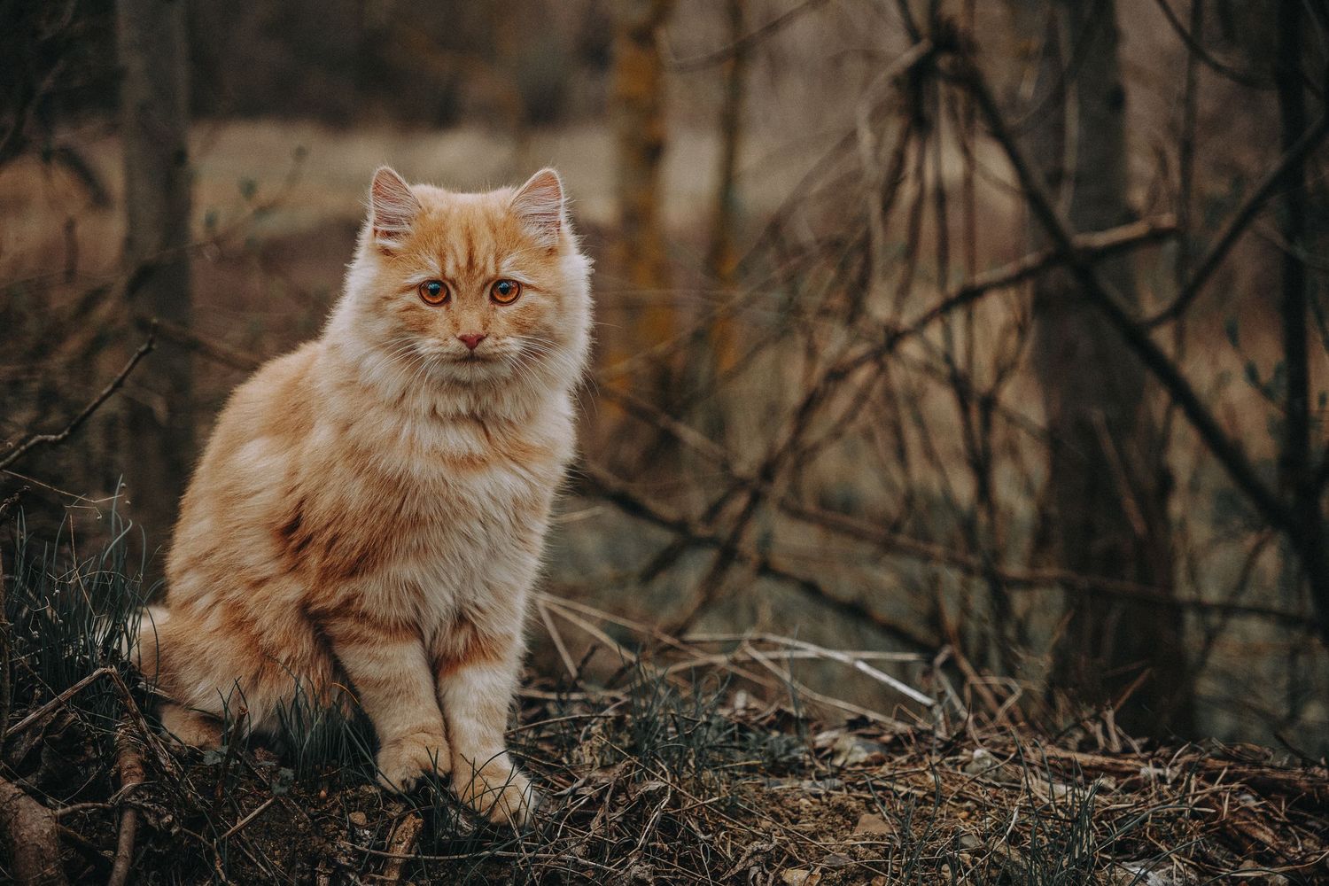 cute red cat