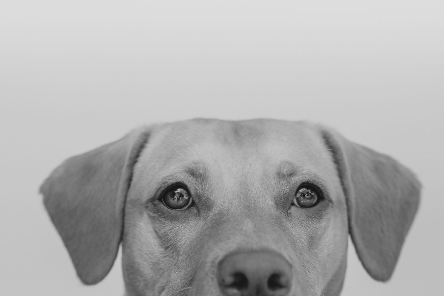 Close up black and white portrait of a dog's face with alert eyes and floppy ears looking directly at camera.