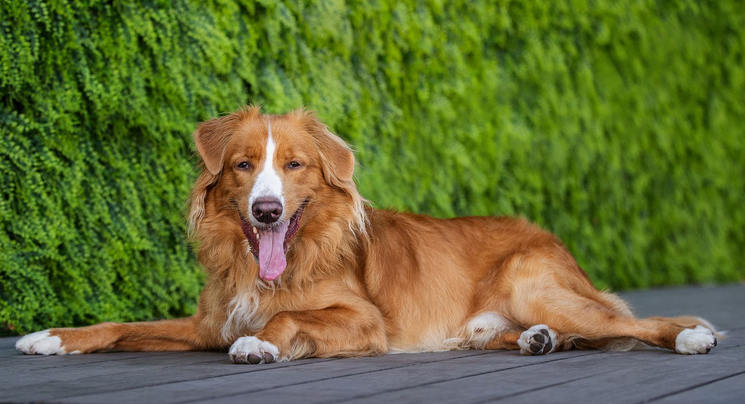 A happy Nova Scotia Duck Tolling Retriever dog with reddish-brown fur lies on the ground against a vibrant green background.