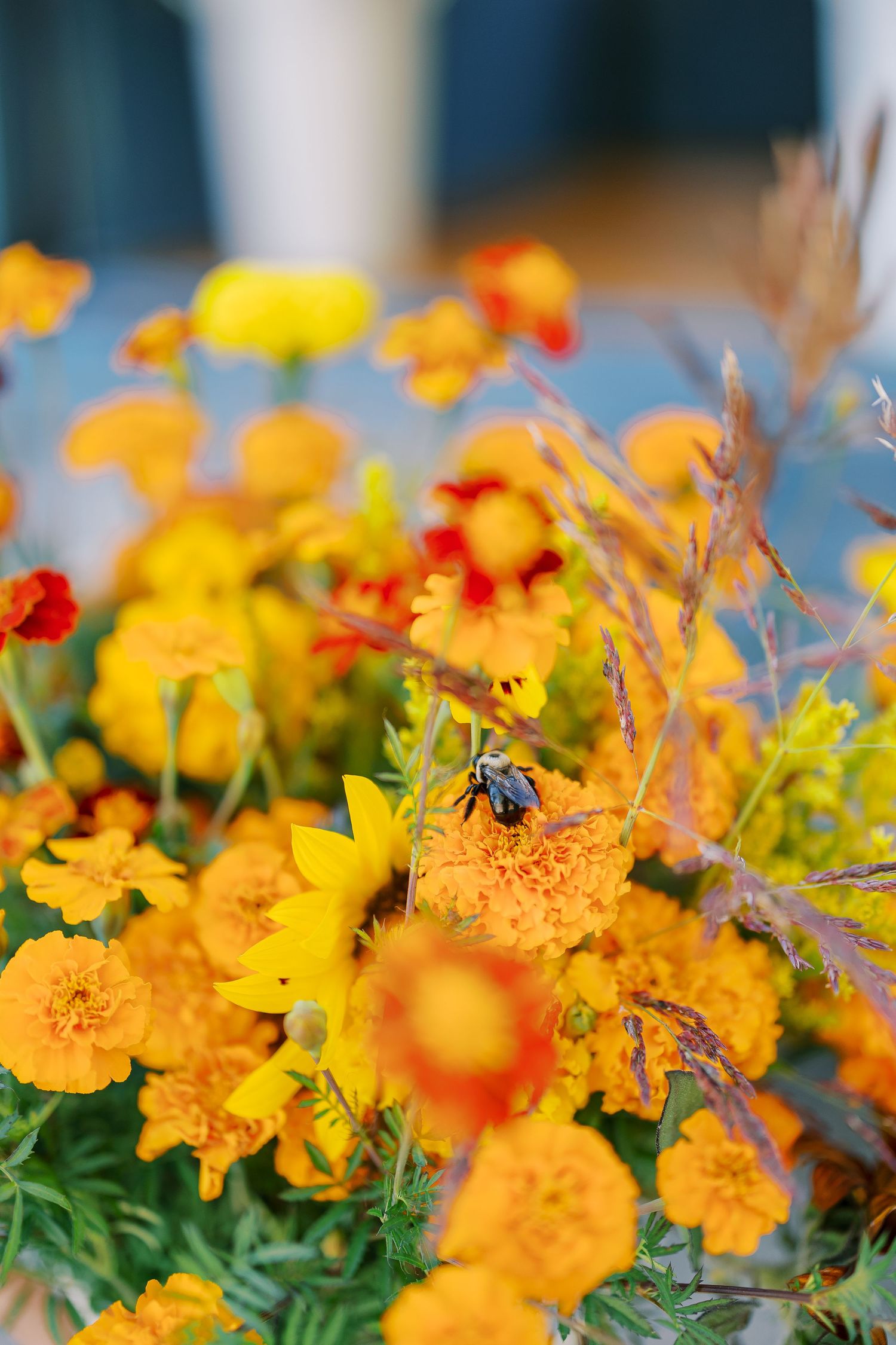 Vibrant orange marigold flowers with red accents blooming in a garden with selective focus and natural lighting.