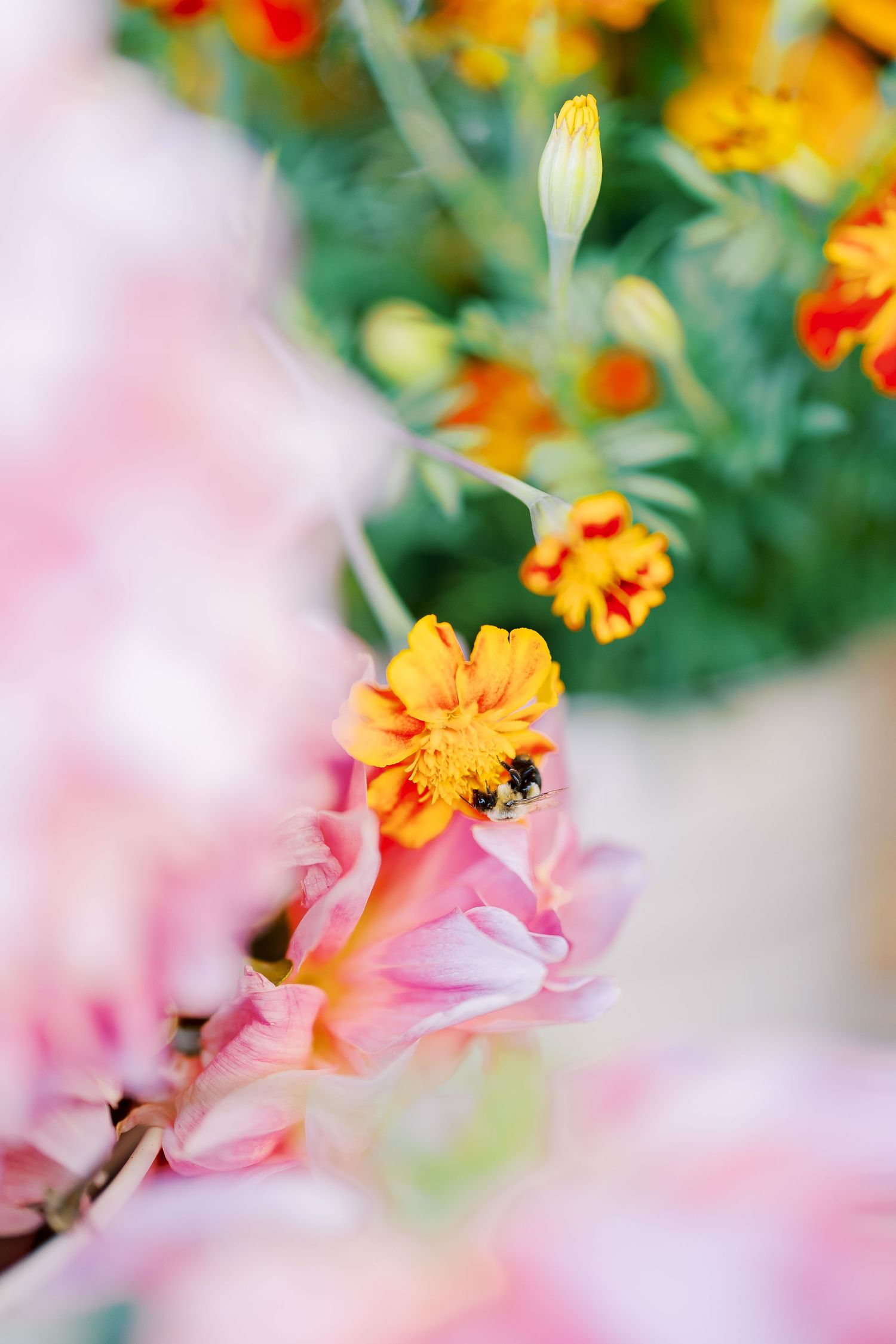 Close-up of vibrant orange and pink flowers with a bee collecting nectar in soft focus.