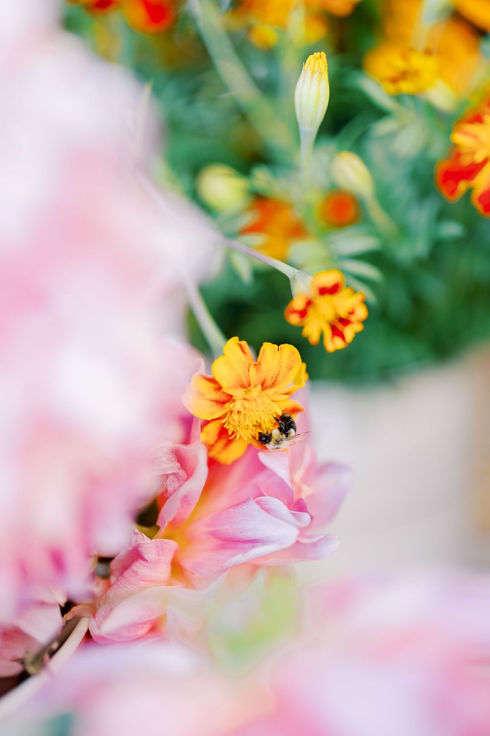 Close-up of vibrant orange and pink flowers with a bee collecting nectar in soft focus.