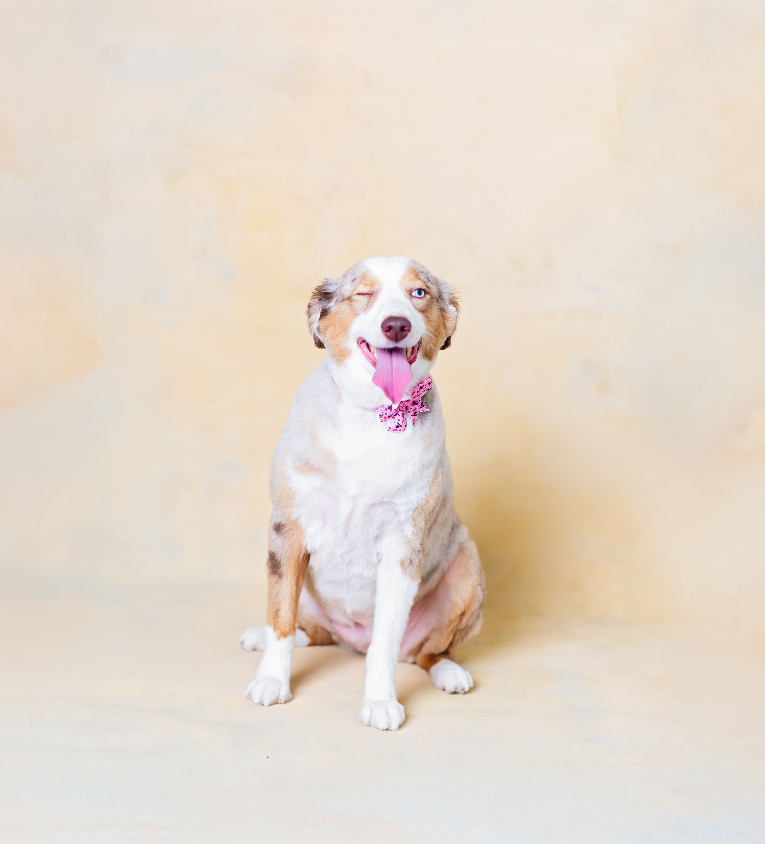 White and tan dog sitting against beige backdrop.
