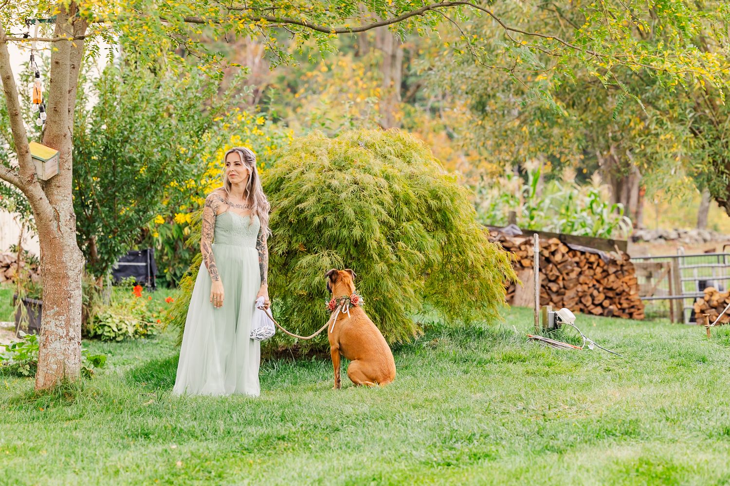 A beautiful autumn outdoor scene with golden foliage and a brown kangaroo standing on green grass.