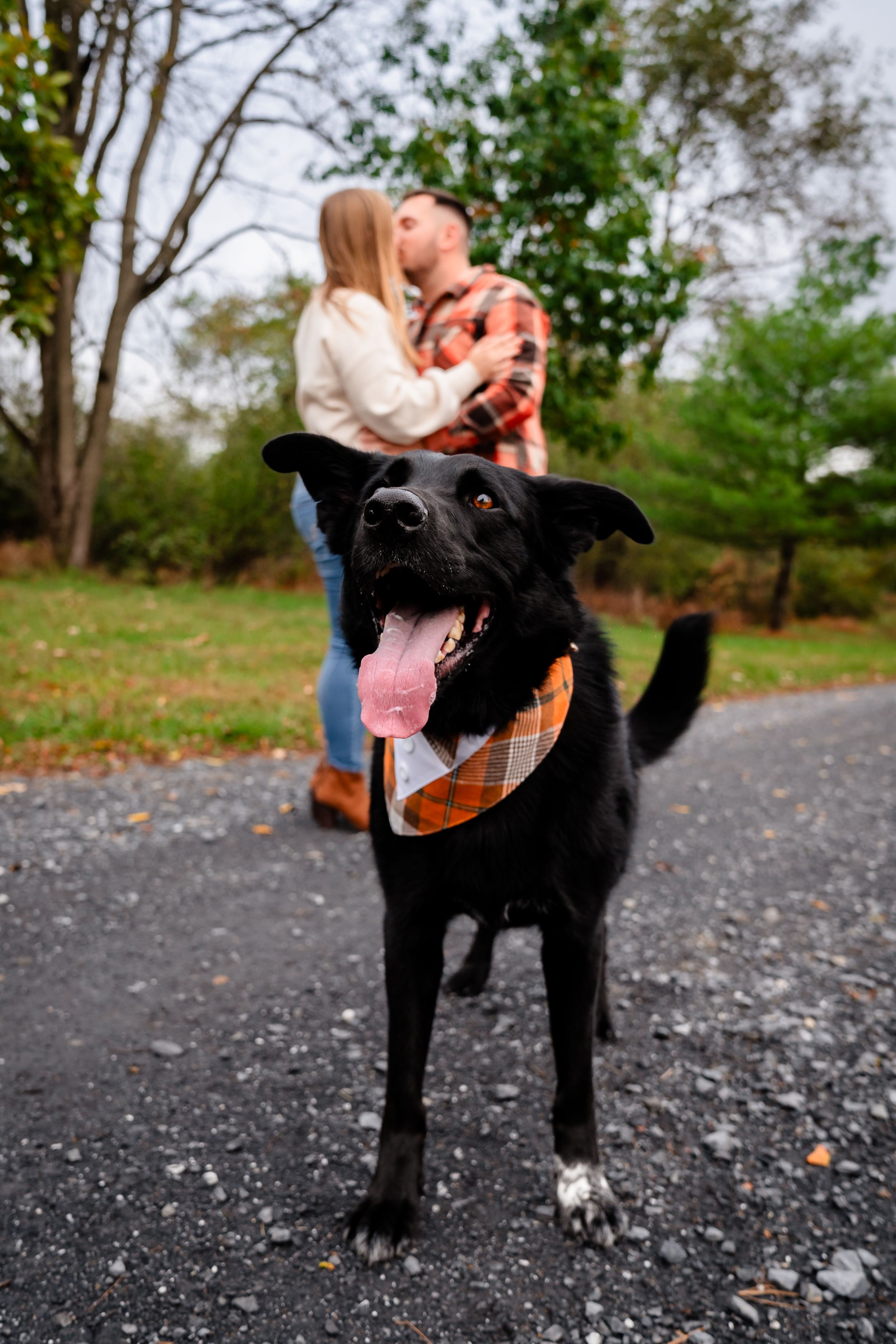 Playful black dog wearing bandana poses in foreground of autumn engagement photo.