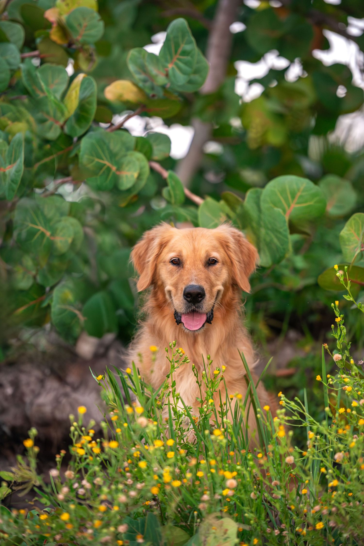dog photographed in natural light outdoors