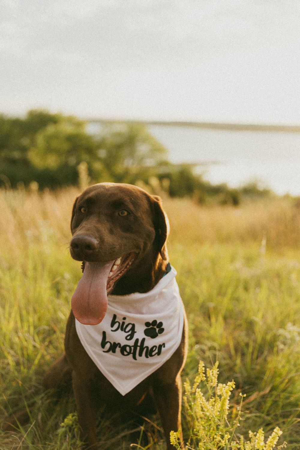 A chocolate lab dog wearing a white bandana with 'big brother' text sits in a grassy field near the water.