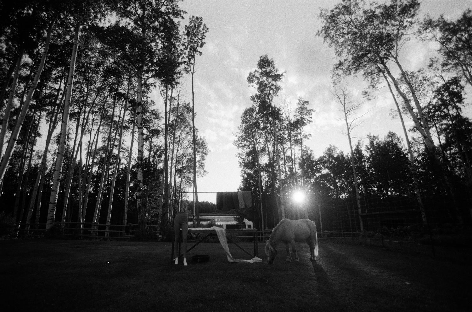 Black and white photo of two horses grazing at sunset in tall aspen tree forest.