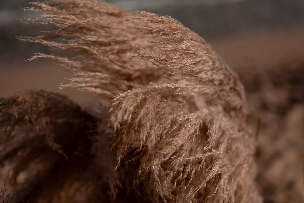 Detail von trockenem Dünengras, das im Wind weht. Stimmungsvolles Naturdetail für das Hochzeitsalbum