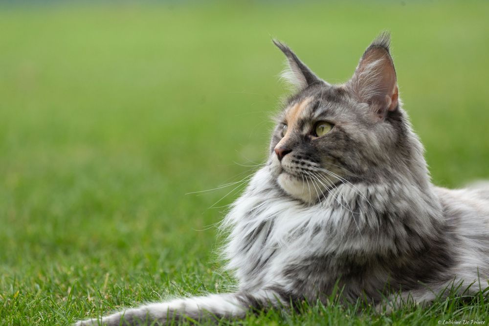 photographie animal de compagnie beauté maincoon 1
