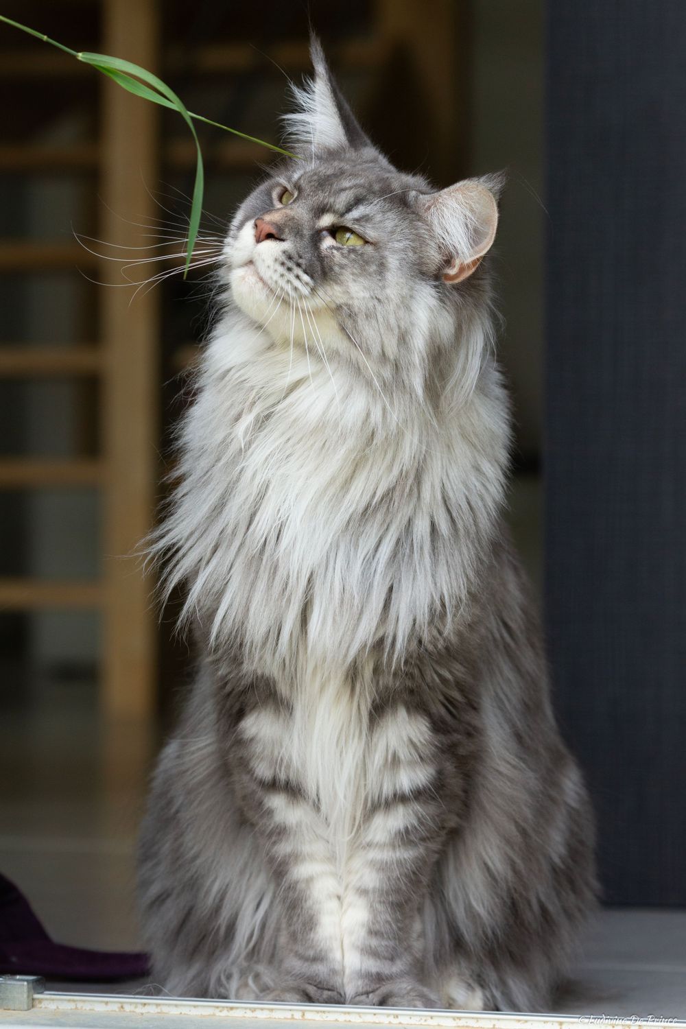 photographie animal de compagnie beauté maincoon debout