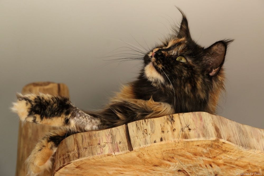 photographie animal de compagnie beauté chat maincoon