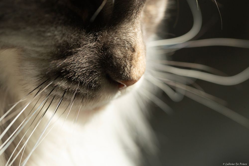 ludivine de prince photographie animal de compagnie beauté chat maincoon