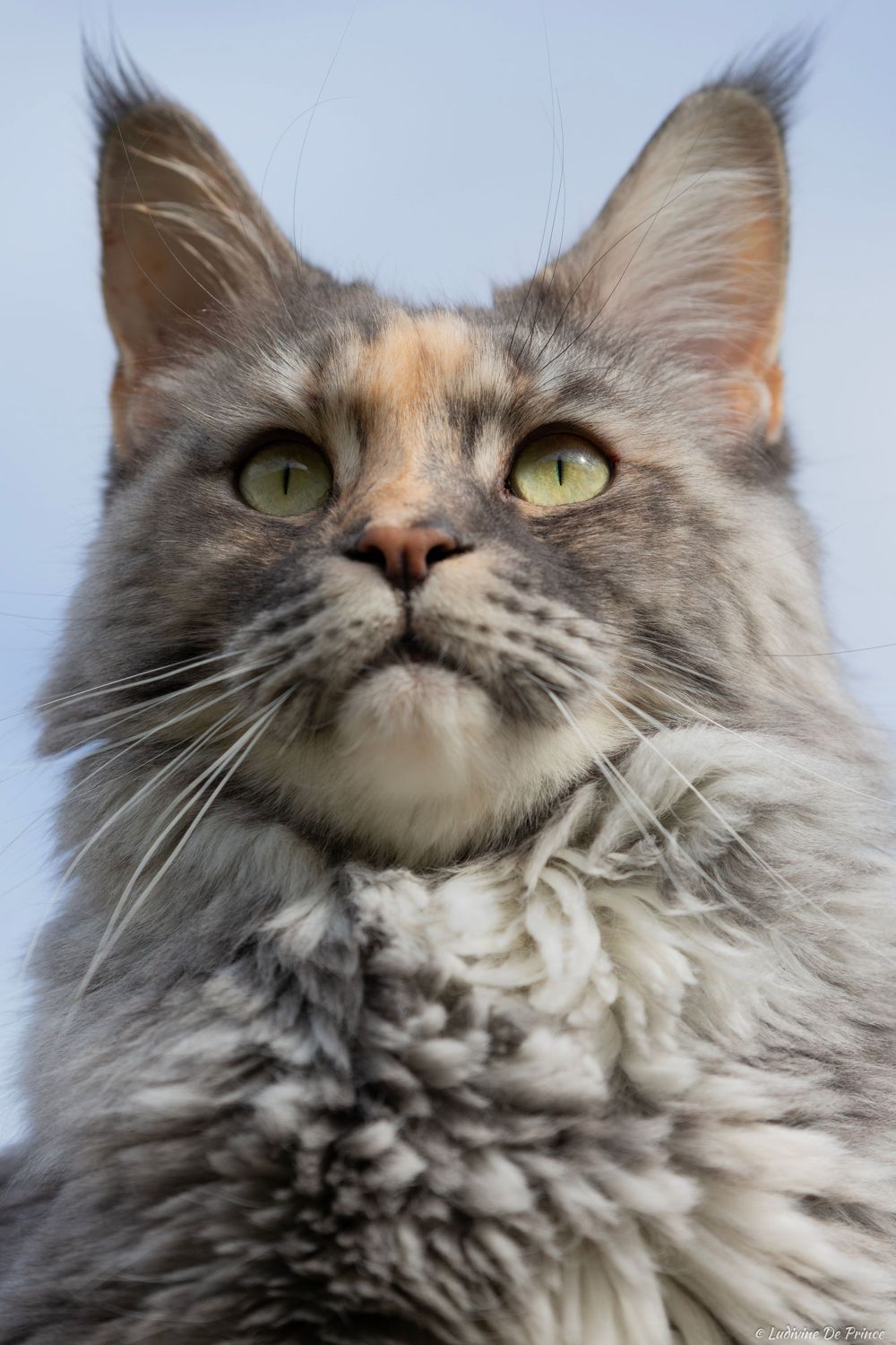 ludivine de prince photographie animal de compagnie beauté chat maincoon