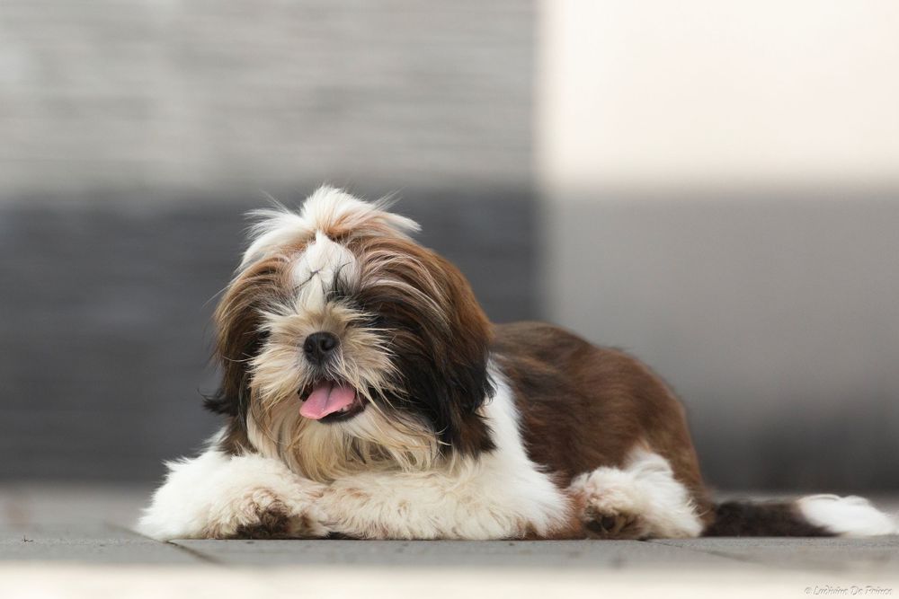 photographie animal de compagnie beauté chien allongé