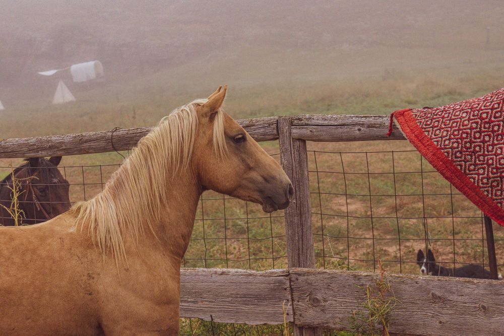 Palomino horse standing near a red fence in a rural setting.