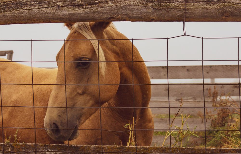 Close-up of horses resting behind a wire fence in warm sunlight.