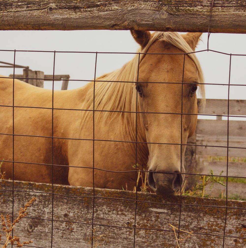 Palomino horses resting behind a wire fence in a dusty paddock.