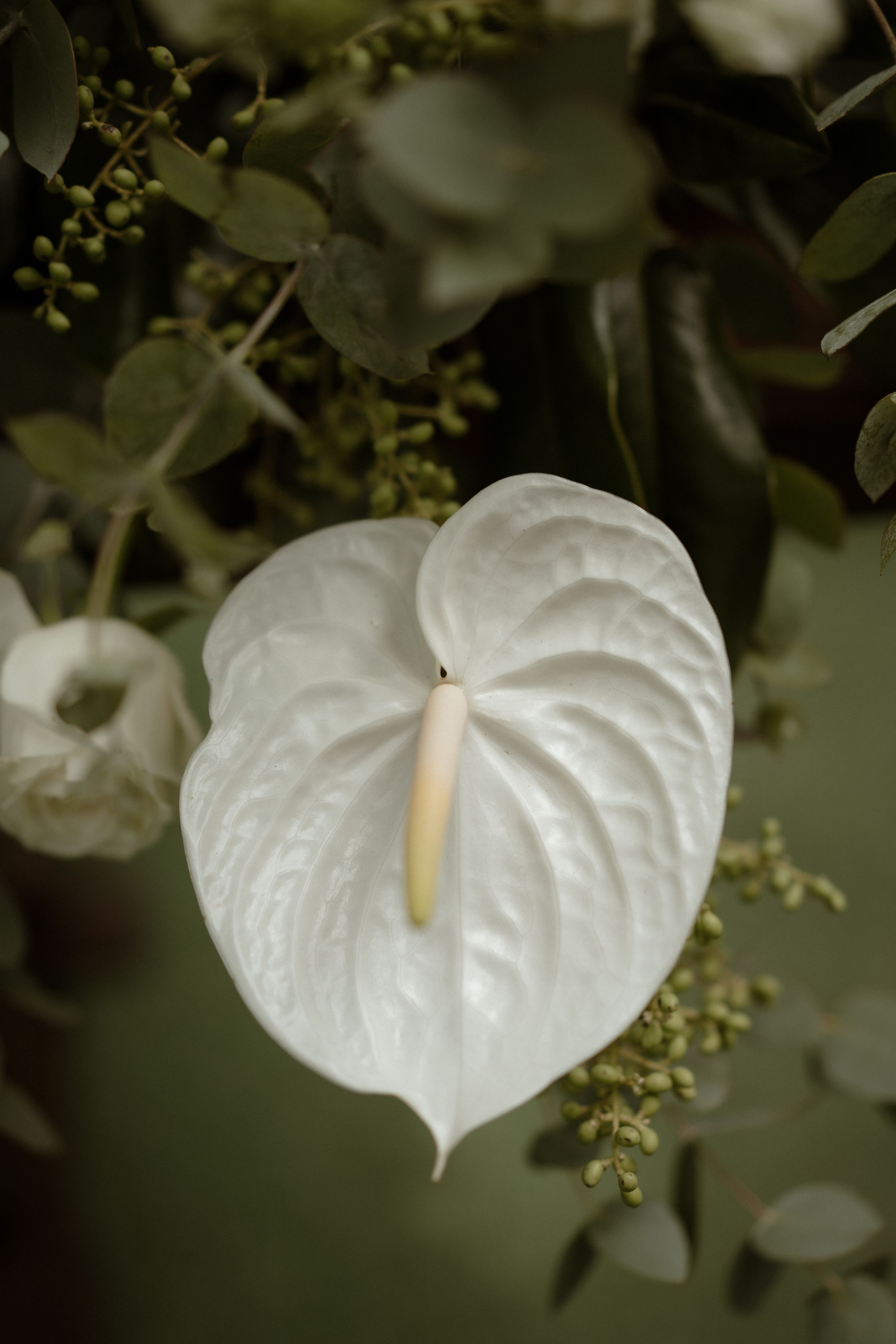 Close-up of a pristine white anthurium flower against dark green foliage.