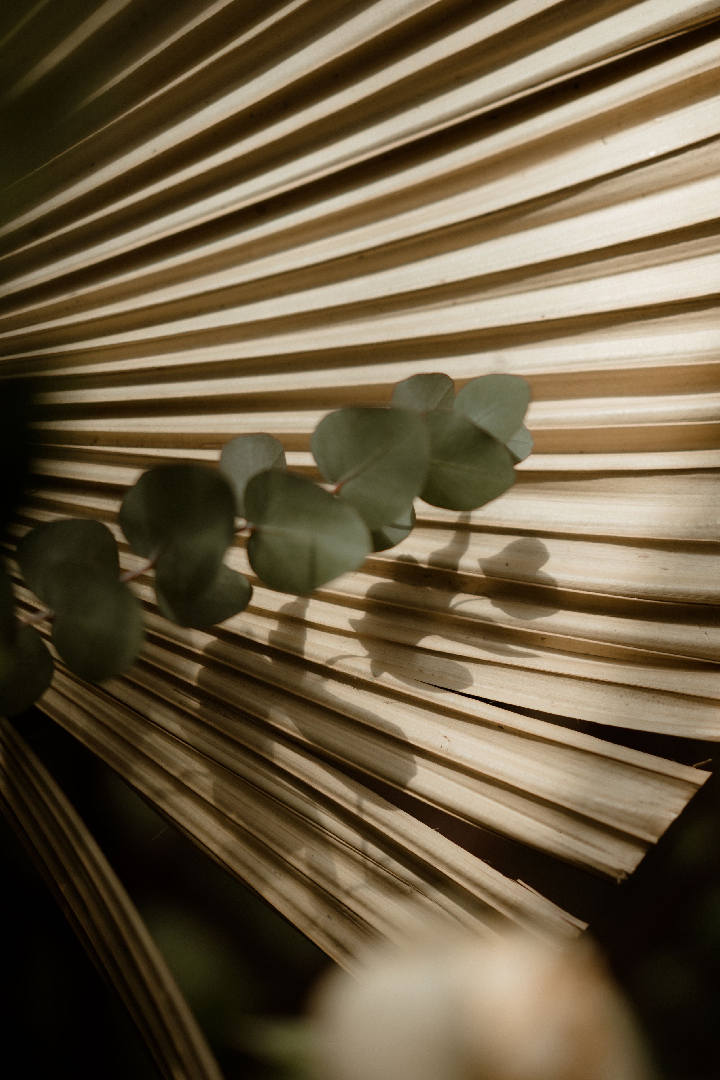 Dried eucalyptus leaves casting shadows on striped textured surface.