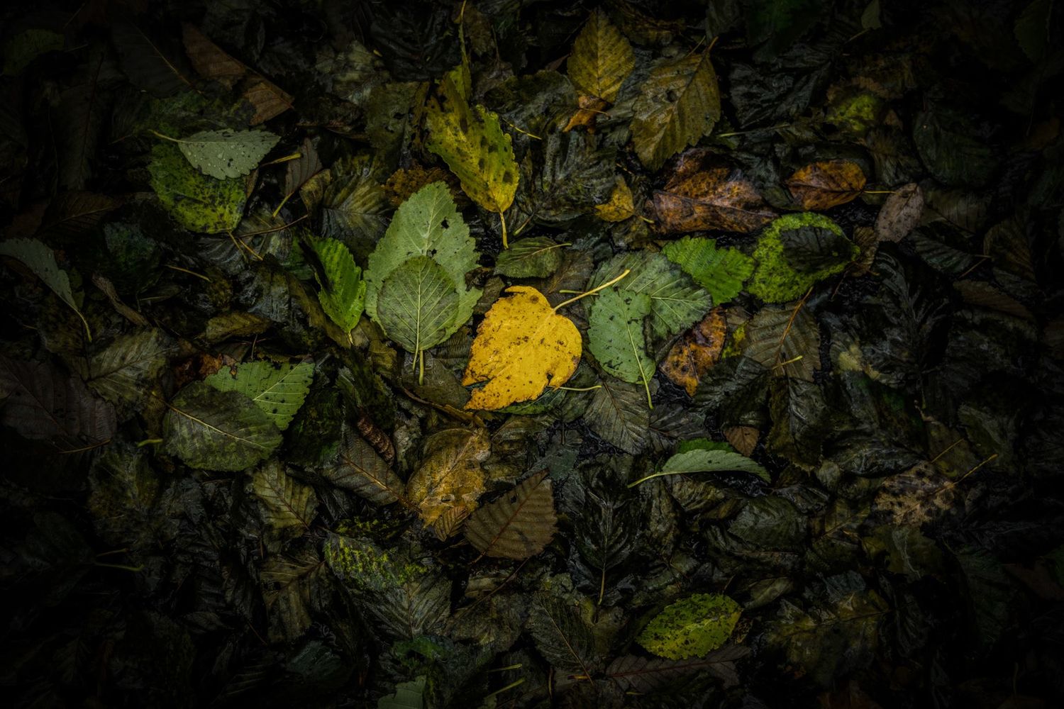 Fallen autumn leaves scattered on dark ground with a single yellow leaf highlighted.