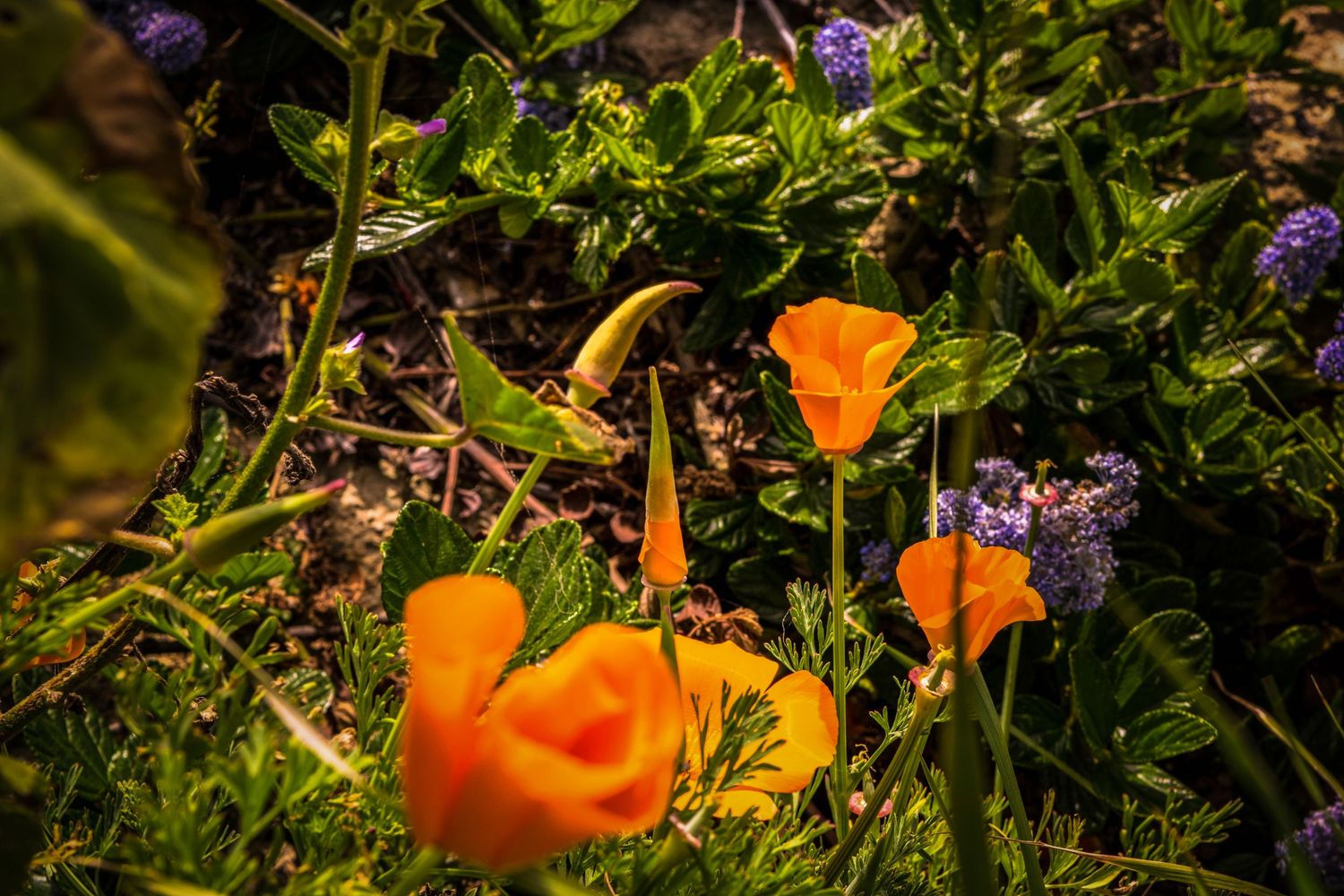 Vibrant orange California poppies blooming among purple wildflowers.