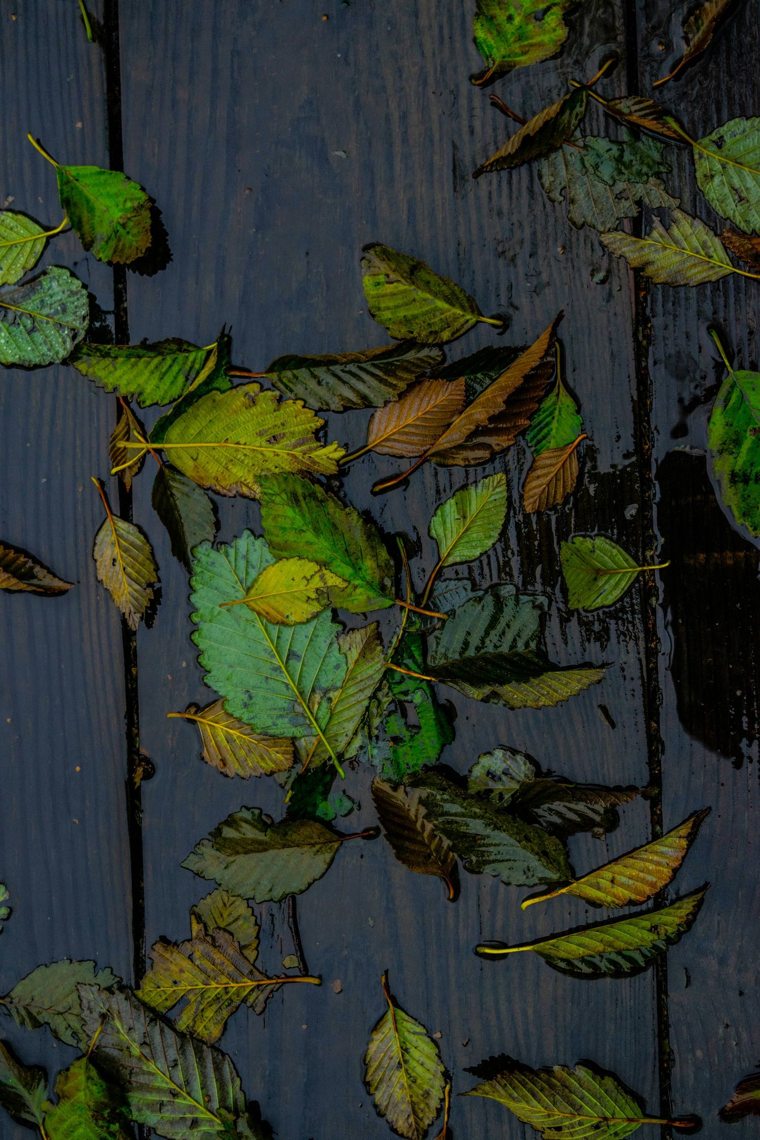 Wet autumn leaves scattered on dark wooden deck boards.