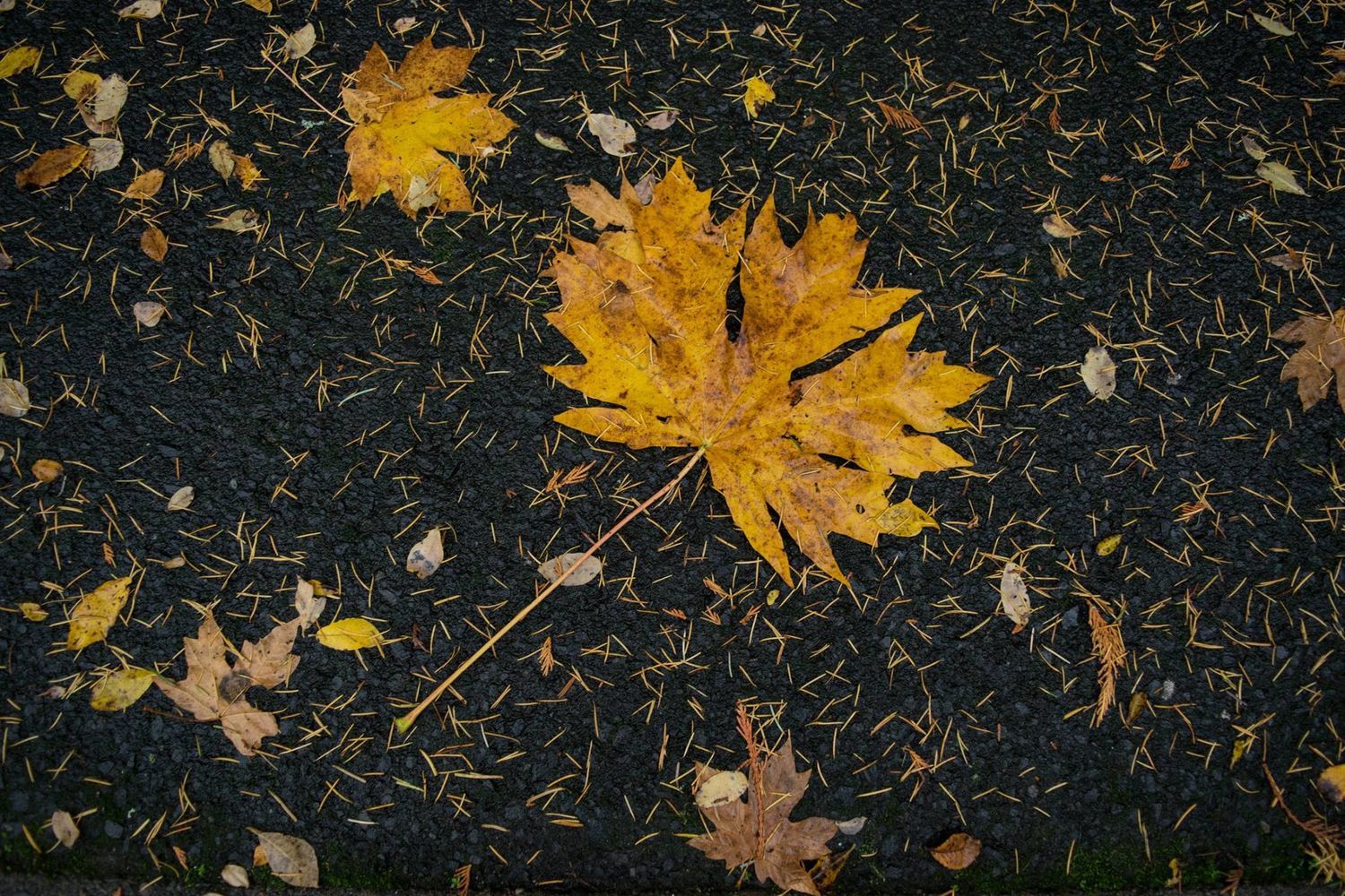 Large yellow maple leaf fallen on dark wet pavement.