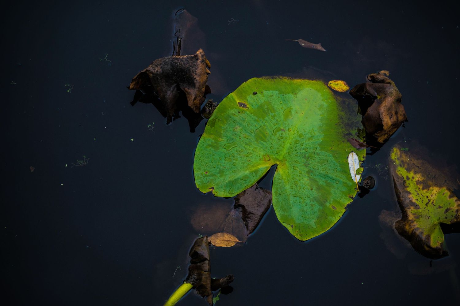 Single green lily pad floating on dark water surface.