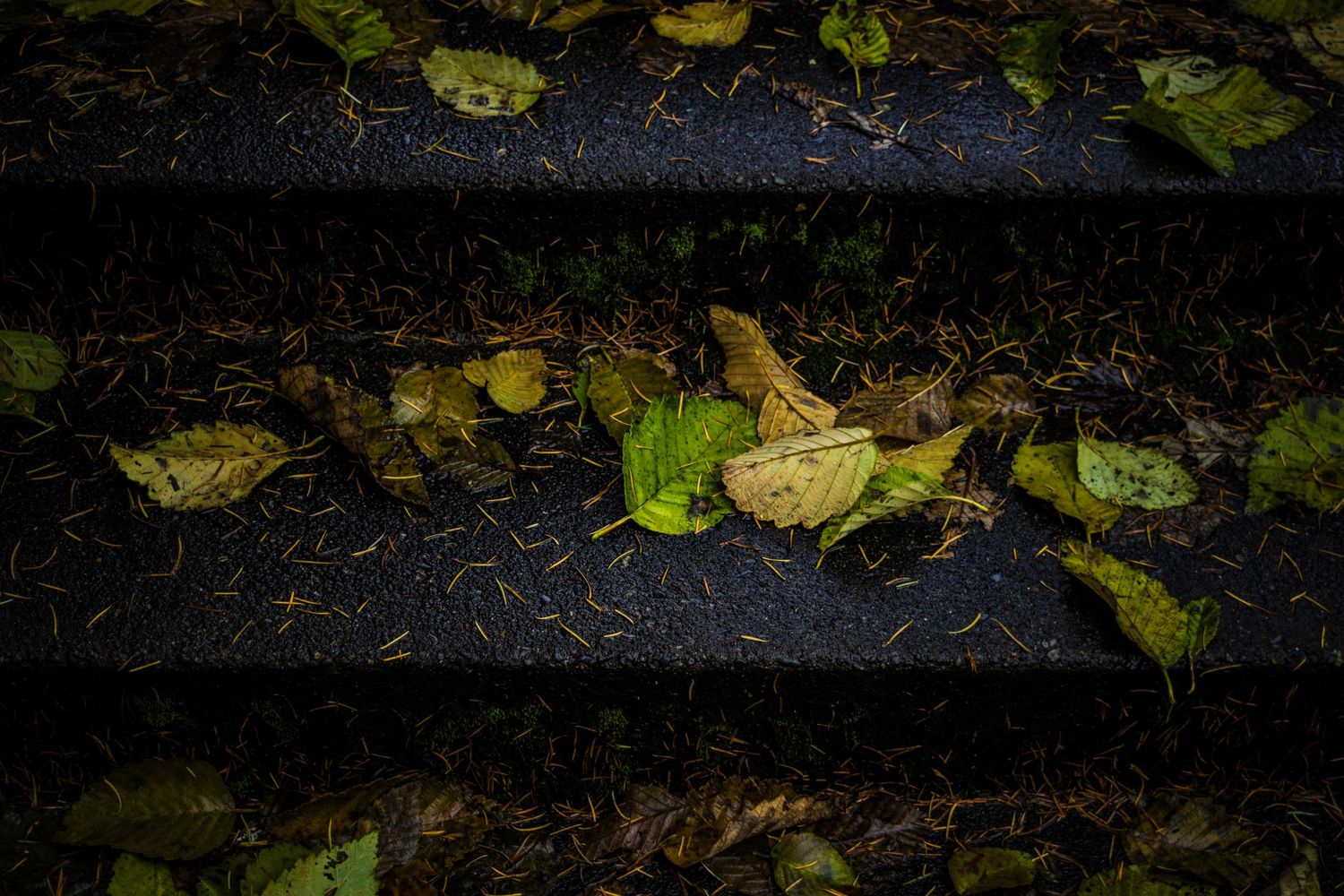 Fallen leaves scattered across wet black steps.