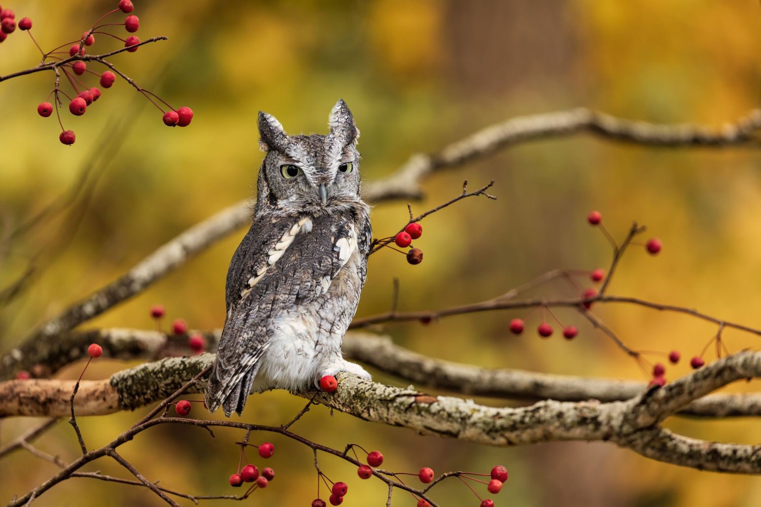 Eastern Screech owl in a tree on a fall day print for sale