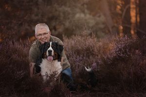 A black and white Border Collie dog sits in a field of purple heather during golden sunset lighting.