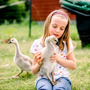 A young child sits on grass while playing with baby goslings in a garden setting.