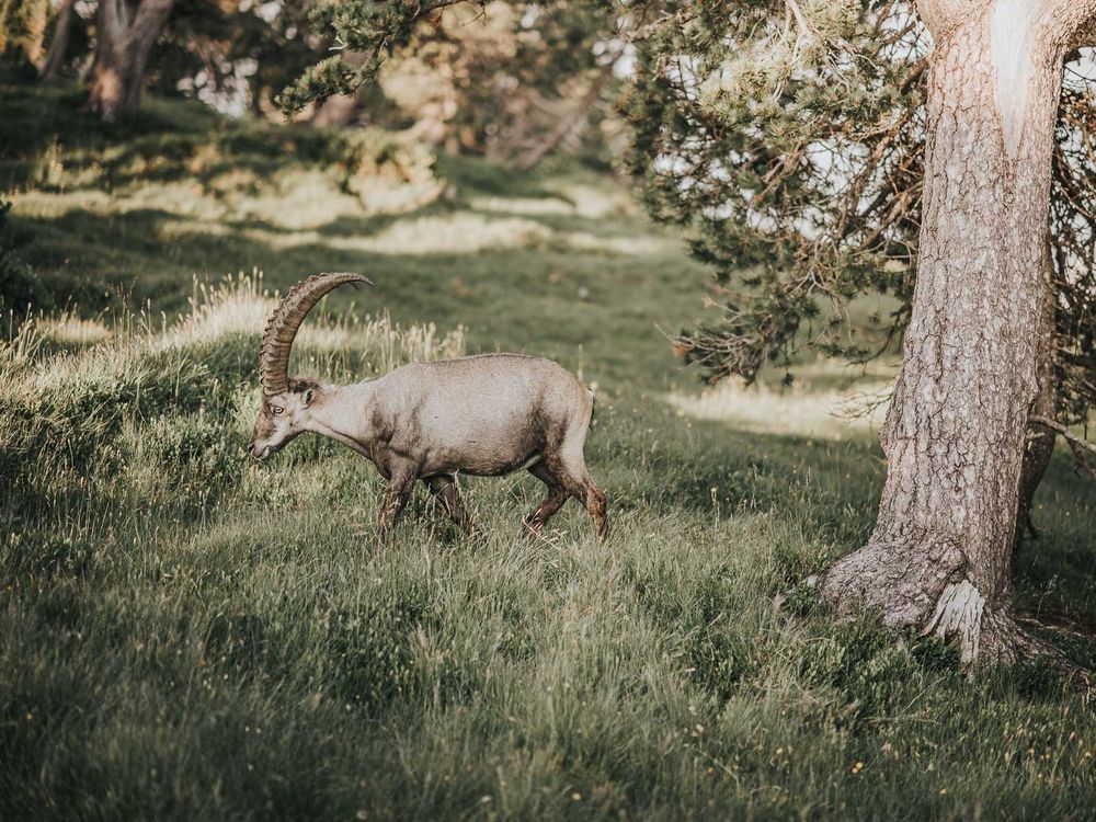Wild ibex with large curved horns grazing in lush green alpine meadow near pine trees.