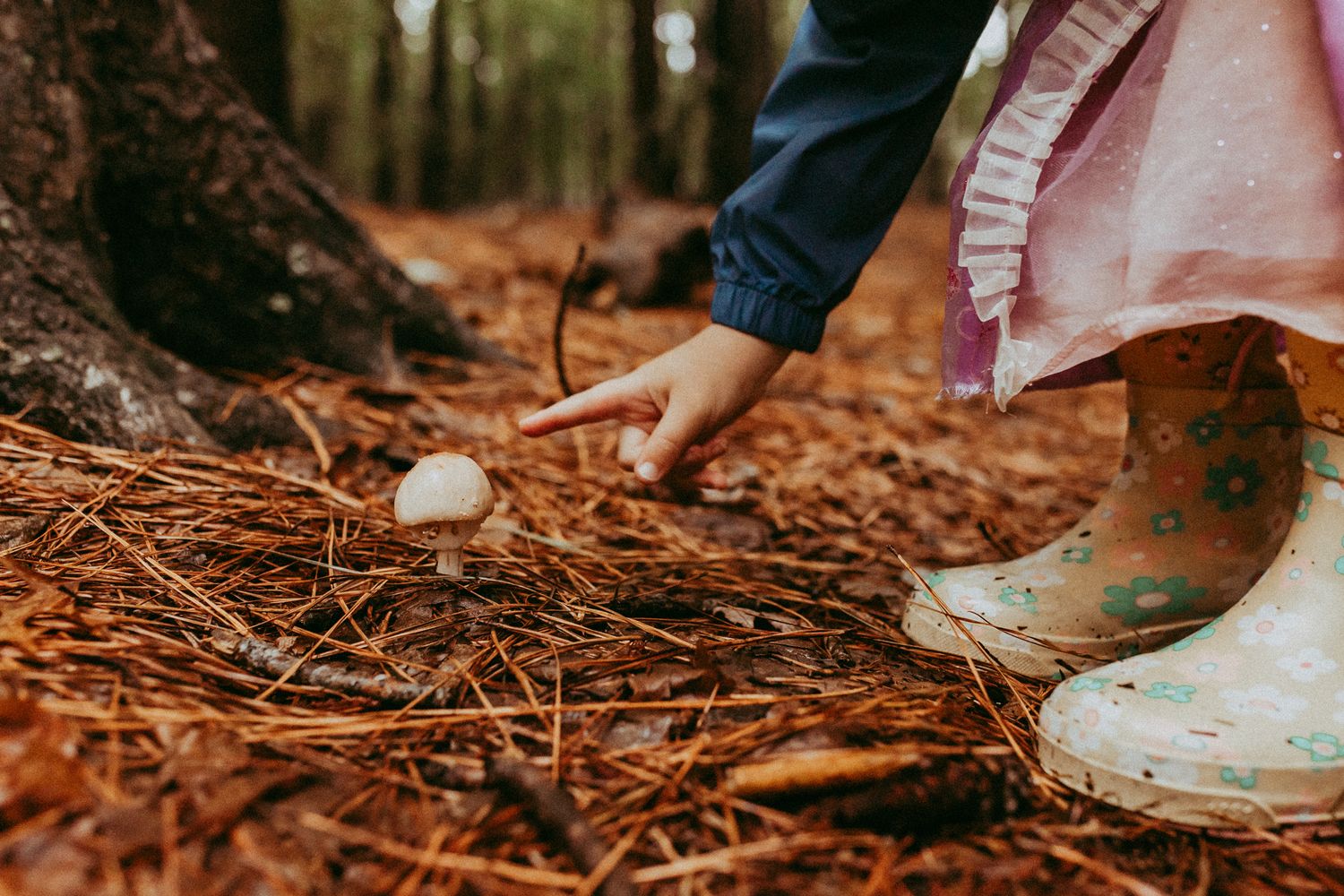 Someone wearing rubber boots forages for mushrooms on a forest floor covered in red pine needles.