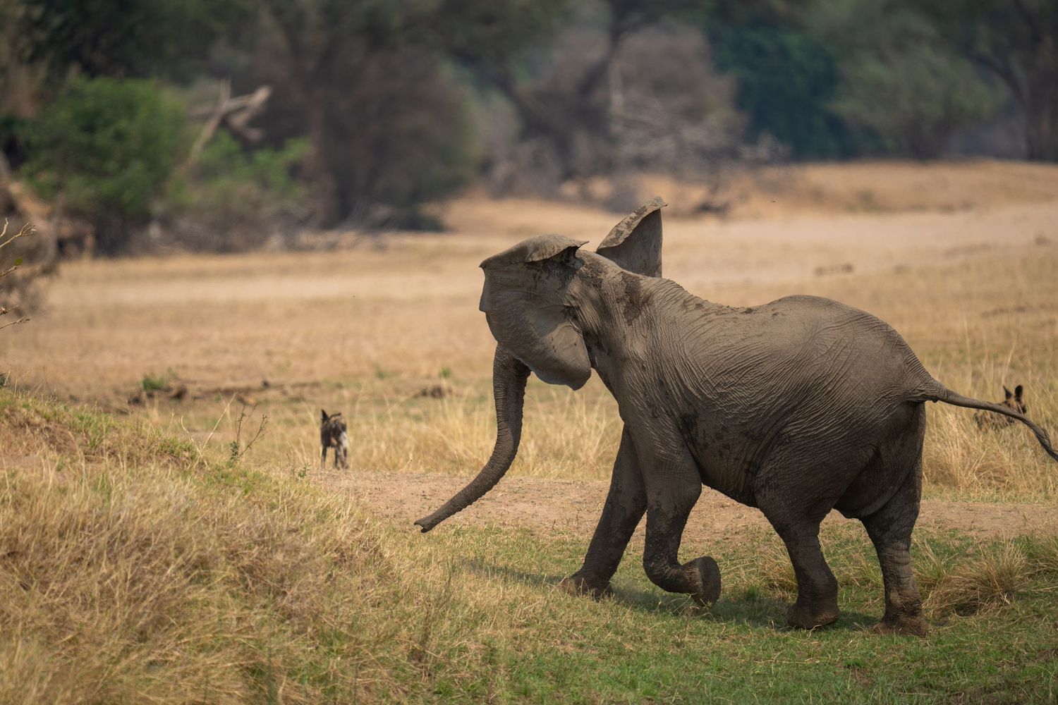 Elephant chasing wild dogs