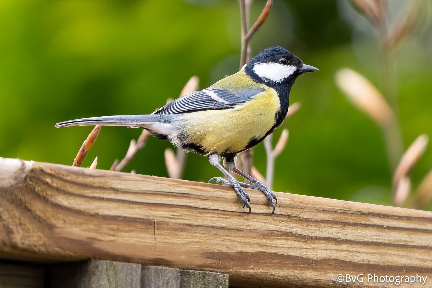 natuur bvg fotografie vogel