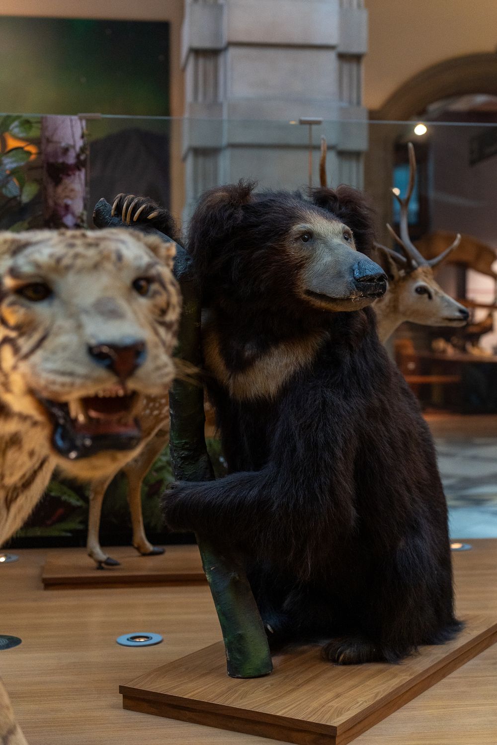 Taxidermied black bear and other animal specimens on display in a natural history museum.