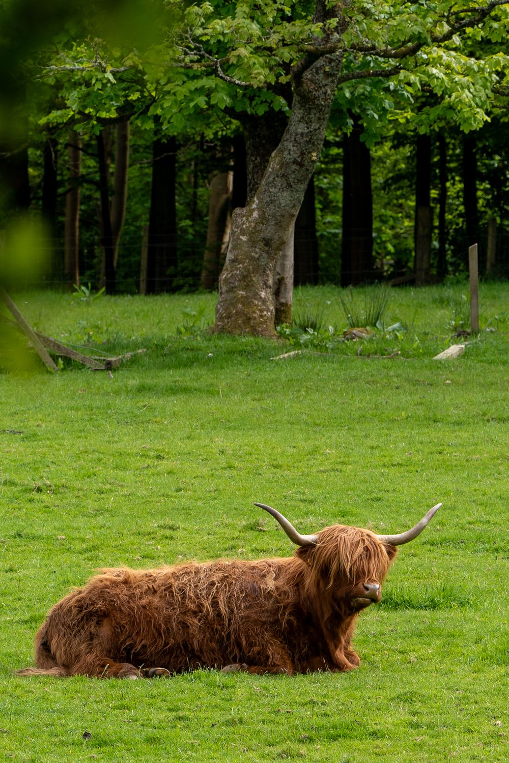 A Highland cow with long horns rests in a lush green field beneath ancient trees.